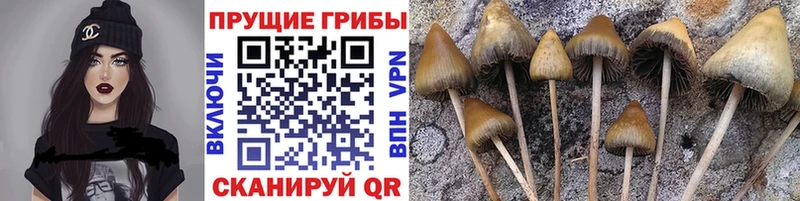 наркотики  Псков  МЕГА как войти  Галлюциногенные грибы мухоморы 